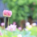 6501, 마음. 이미지