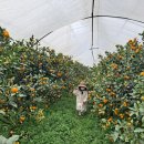 주촌농장 이미지