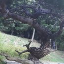 시청 소나무 이미지