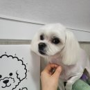 까망댕댕 이미지