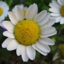 불당대로 이미지