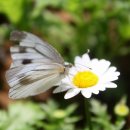 나비야놀자 이미지