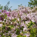 바래봉길 이미지