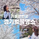 중앙공원(분당천보도2교) | 경기도 4월 가볼만한곳 벚꽃 명소 분당 중앙공원 화랑공원 삼평교 데이트 코스