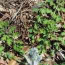 팔공산금화자연휴양림 이미지