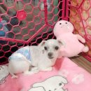 러블리독 애견카페 이미지