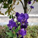 당산나무 공중화장실 이미지