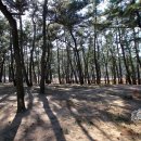 장사해수욕장(솔밭) 이미지