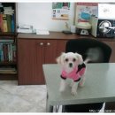 D&C 동물병원 이미지