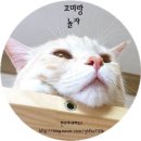 헬시펫 | [헬시펫구매후기]사은품 건강캡슐10 kidney 급여후기