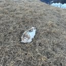 냉정목장 이미지