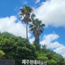 제주현대미술관 | [제주] 제주도 가볼만한 곳 | 저지리예술인마을 | 제주현대미술관 후기