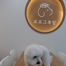 모모애견샵 네이버블로그