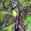 영우농장 이미지