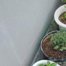 탱고막창 이미지