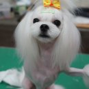 위드퍼피 애견미용실 이미지