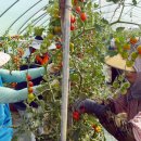 김종현 농장 이미지