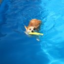 니드포펫 이미지