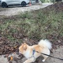 GS25 [예산수덕사점] | 예산 가볼만한곳, 데이트코스, 반려동물 동반 가능한 곳 (수덕산맥, 예당호모노레일,예당호출렁다리)