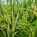 김동석농가 이미지