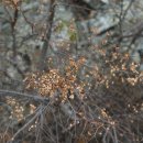 참느릅나무 Ulmus parvifolia Jacq. 이미지