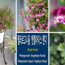 아이스펠 네이버블로그
