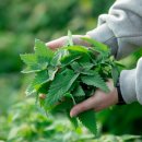 농업회사법인 꼼냥(주) 이미지