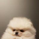 강남켄넬 이미지