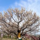 대청중학교 | 기장 가볼만한곳 : 매화원 다녀왔어요~!