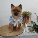 다이아몬독 이미지