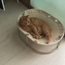 구영 고양이 무마취 미용 | 대구고양이미용 무마취 무냥무냥 원대점 솔직후기