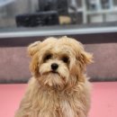 우한수 애견미용실 이미지