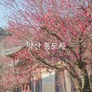 매화고 | 양산 통도사 홍매화 자장매 매화 명소 포인트 개화현황 (25.3.9.)