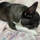 뽀꼬팡 서울대점 이미지