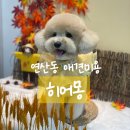 히어몽 이미지