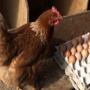 석진 농장 이미지