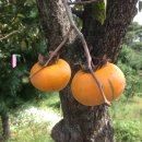 큰나무민박 이미지