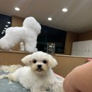 정애견미용학원 - 창원시 진해구 진해대로921번길 3 | 정애견미용학원