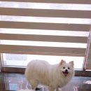 소우주 애견미용실 이미지