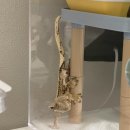 몽몽테일 | 도마뱀 인서타 개설, 여전하지만 여전하지 않은 도마뱀들, 그리고 낫지않는 입양병