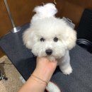 몽몽몽(MONG MONG MONG) | 여주애견미용ㅣ몽몽몽 미용후기