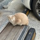 봉산주유소 이미지