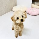 황금 소두마리 | 대구애견호텔 타임24 황금역점 후기 | 콩이·팥이 두 마리 동반으로 맡겨본 솔직 후기