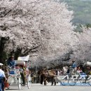 벚꽃수석 스포츠조선