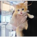 부천강아지분양 고양이분양 24시 데려가개 부천점 이미지