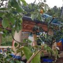 농원원두막 이미지