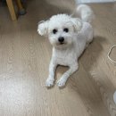 배고픈 모찌 이미지