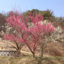 매화나무집 이미지