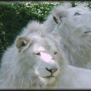 이건사자 이미지