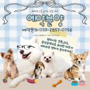 강아지분양 입양 골든티스비숑전문켄넬 미니비숑 비숑프리제 | ❤ 비숑 왕자님 "밀키" : 버디독부천점
